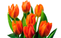 tulipán_372