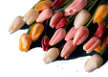 tulipán_374