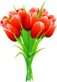 tulipán_376