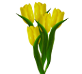 tulipán_377