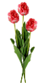 tulipán_378