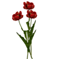 tulipán_380