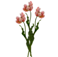 tulipán_381