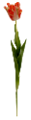 tulipán_382