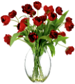 tulipán_384