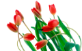 tulipán_385
