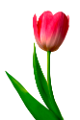 tulipán_388