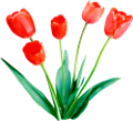 tulipán_389
