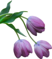 tulipán_39