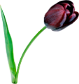 tulipán_390