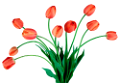 tulipán_391
