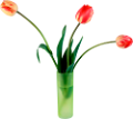 tulipán_392