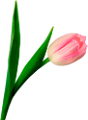 tulipán_394