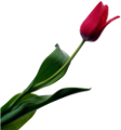 tulipán_395