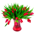 tulipán_397