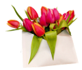 tulipán_398