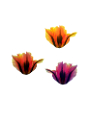 tulipán_400