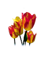 tulipán_401