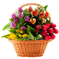 tulipán_402