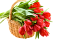 tulipán_403