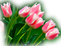 tulipán_404