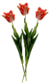 tulipán_405