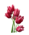 tulipán_406