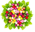 tulipán_407