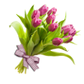 tulipán_408