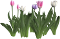tulipán_410