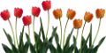 tulipán_412