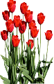tulipán_416