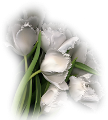 tulipán_417