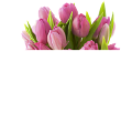 tulipán_421