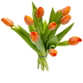 tulipán_426