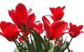tulipán_427