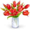 tulipán_428