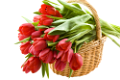 tulipán_429