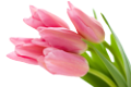 tulipán_430