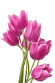 tulipán_431