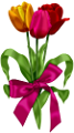 tulipán_437