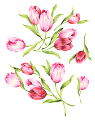 tulipán_438