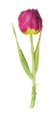 tulipán_44
