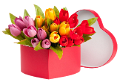 tulipán_441