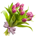 tulipán_442