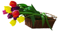 tulipán_444