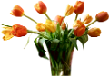 tulipán_447