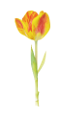 tulipán_45