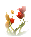 tulipán_450