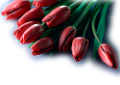 tulipán_451
